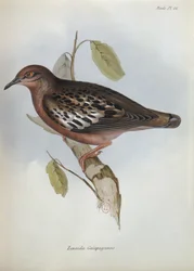 Zenaida Galapagoensis, Illustration aus Die Zoologie der Reise der H.M.S. Beagle, 1832-36 von Charles Darwin, 1840